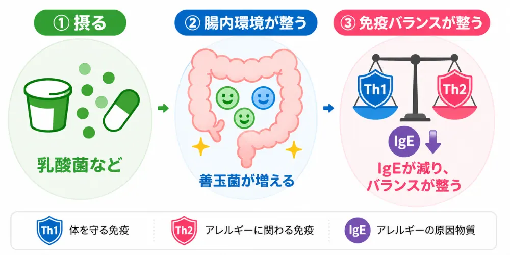 Th1/Th2バランス・IgE・腸内環境の関係