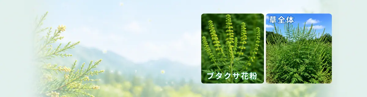 ブタクサ花粉とブタクサのイメージ