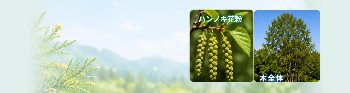 ハンノキ花粉とハンノキのイメージ