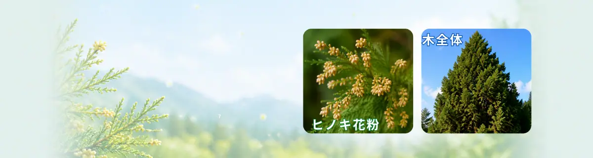 ヒノキ花粉とヒノキのイメージ