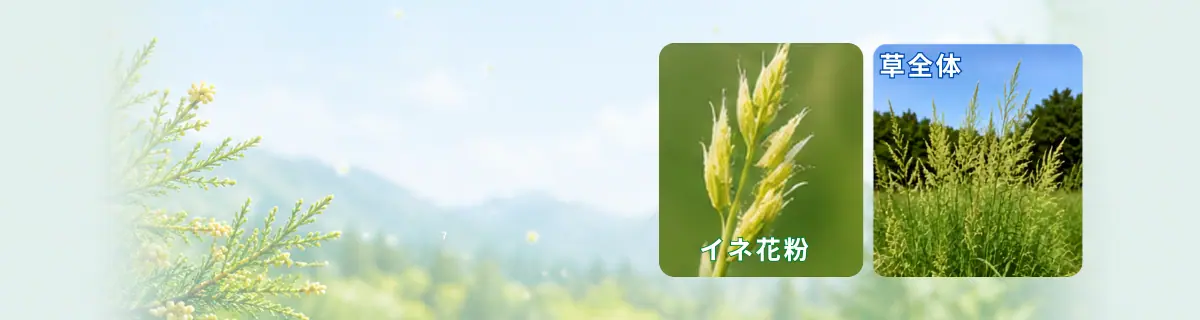 イネ花粉とイネの草イメージ