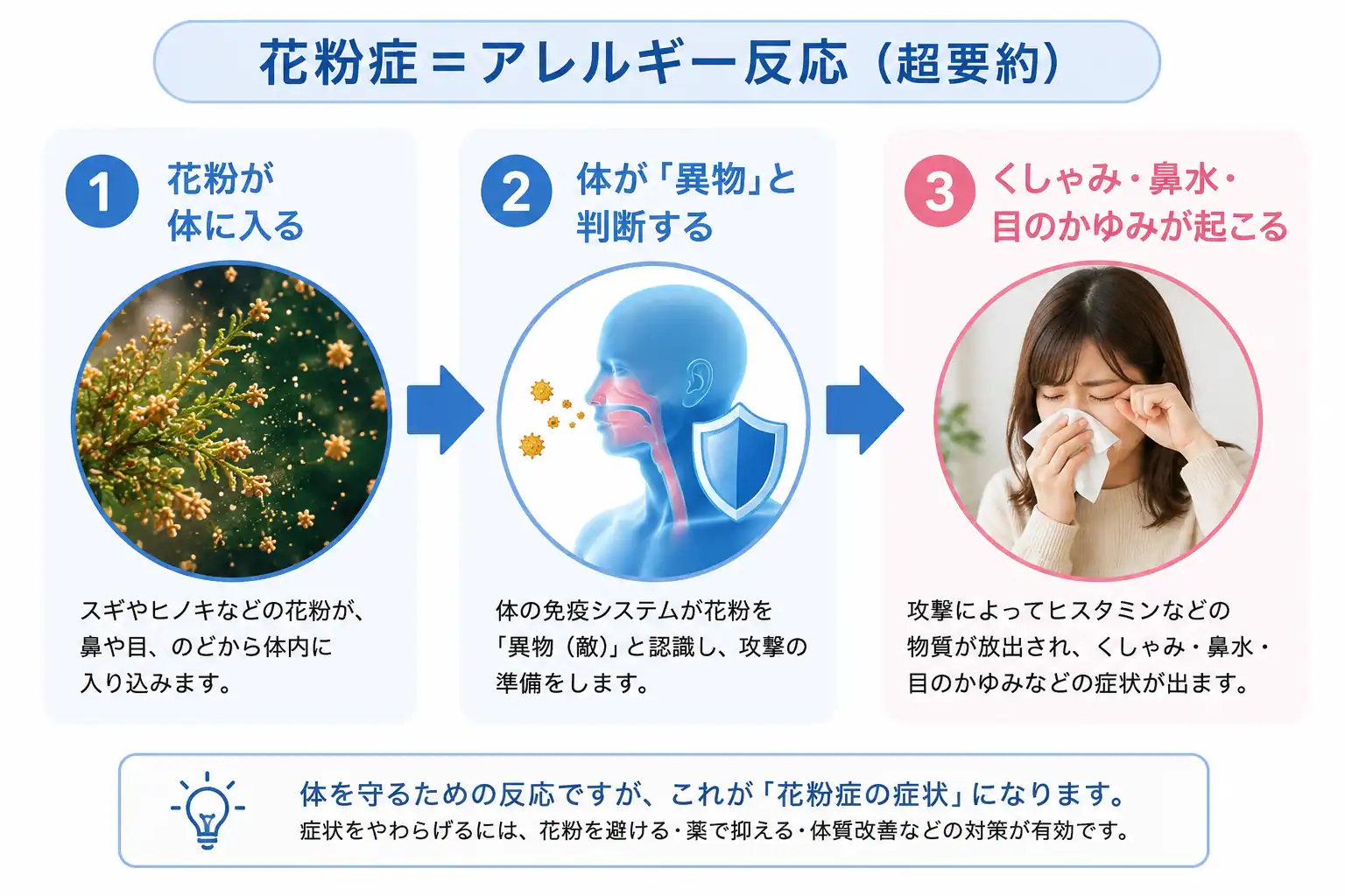 花粉症はアレルギー反応の超要約：①花粉が体に入る ②体が異物と判断する ③くしゃみ・鼻水・目のかゆみが起こる