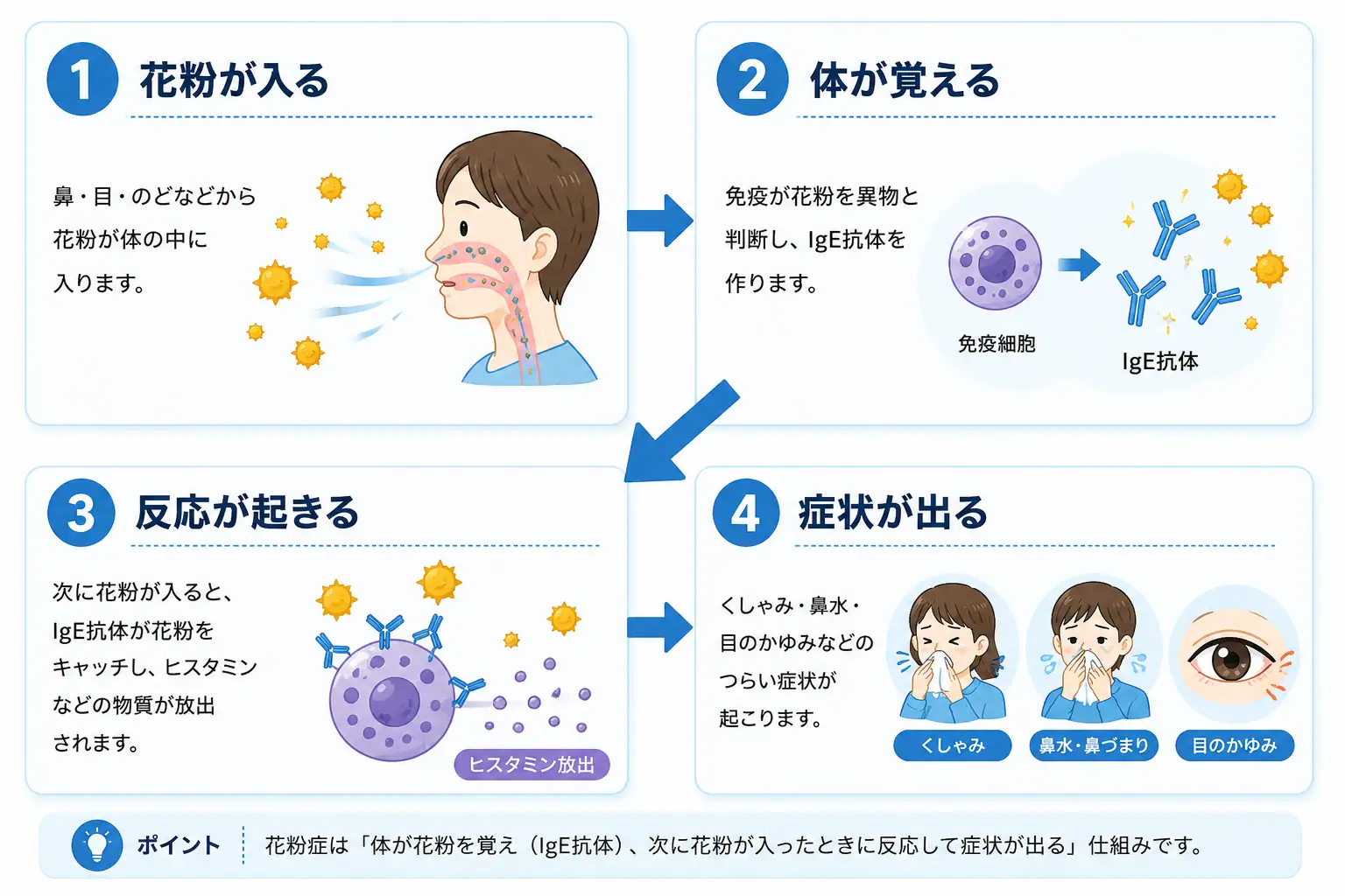 ①花粉が入る→鼻・目・のどから花粉が体に入ります。 ②体が覚える→免疫が花粉を異物と判断し、IgE抗体を作ります。 ③反応が起きる→次に花粉が入ると、肥満細胞からヒスタミンなどが出ます。 ④症状が出る。→くしゃみ・鼻水・鼻づまり・目のかゆみが起こります。花粉が体に入るとIgE抗体ができ、ヒスタミンが放出されて症状が出る