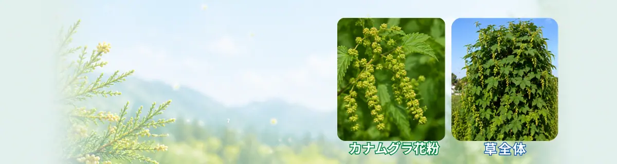 カナムグラ花粉とカナムグラのイメージ