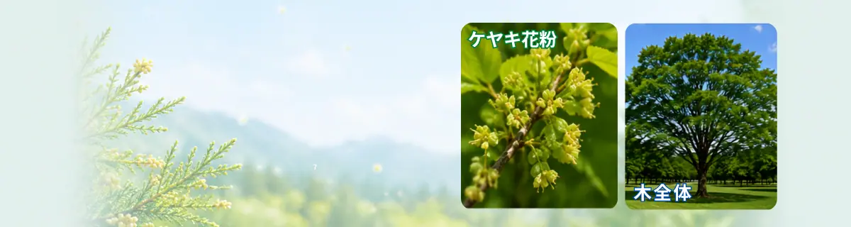 ケヤキ花粉とケヤキのイメージ