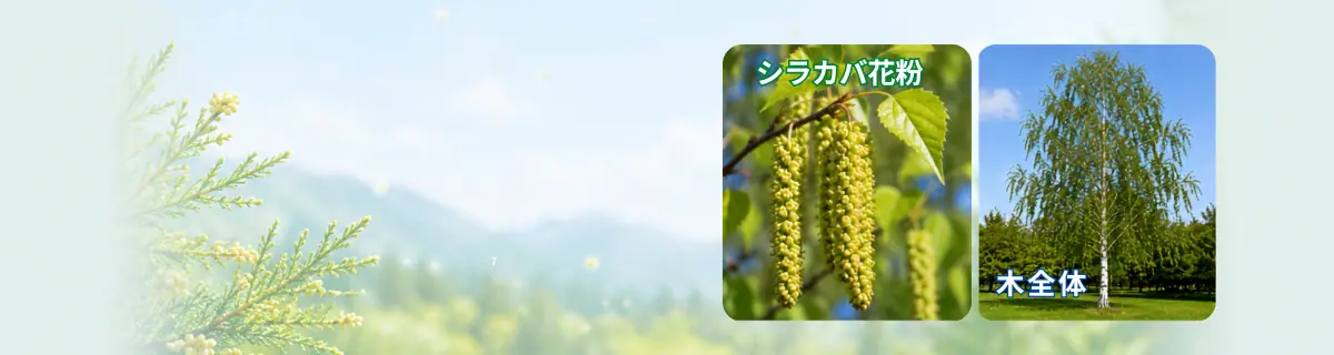 シラカバ花粉とシラカバのイメージ