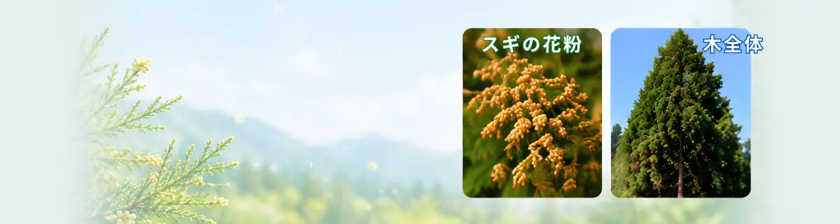 スギ花粉とスギのイメージ