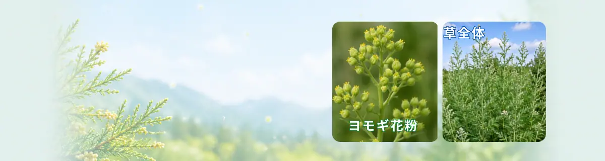 ヨモギ花粉とヨモギのイメージ